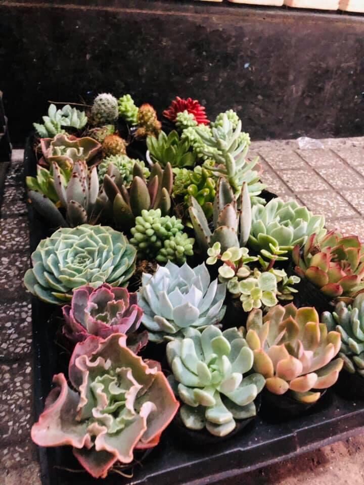 Sen đá size bầu 15k/ cây