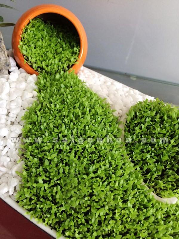 [HCM]Hạt giống cỏ may mắn