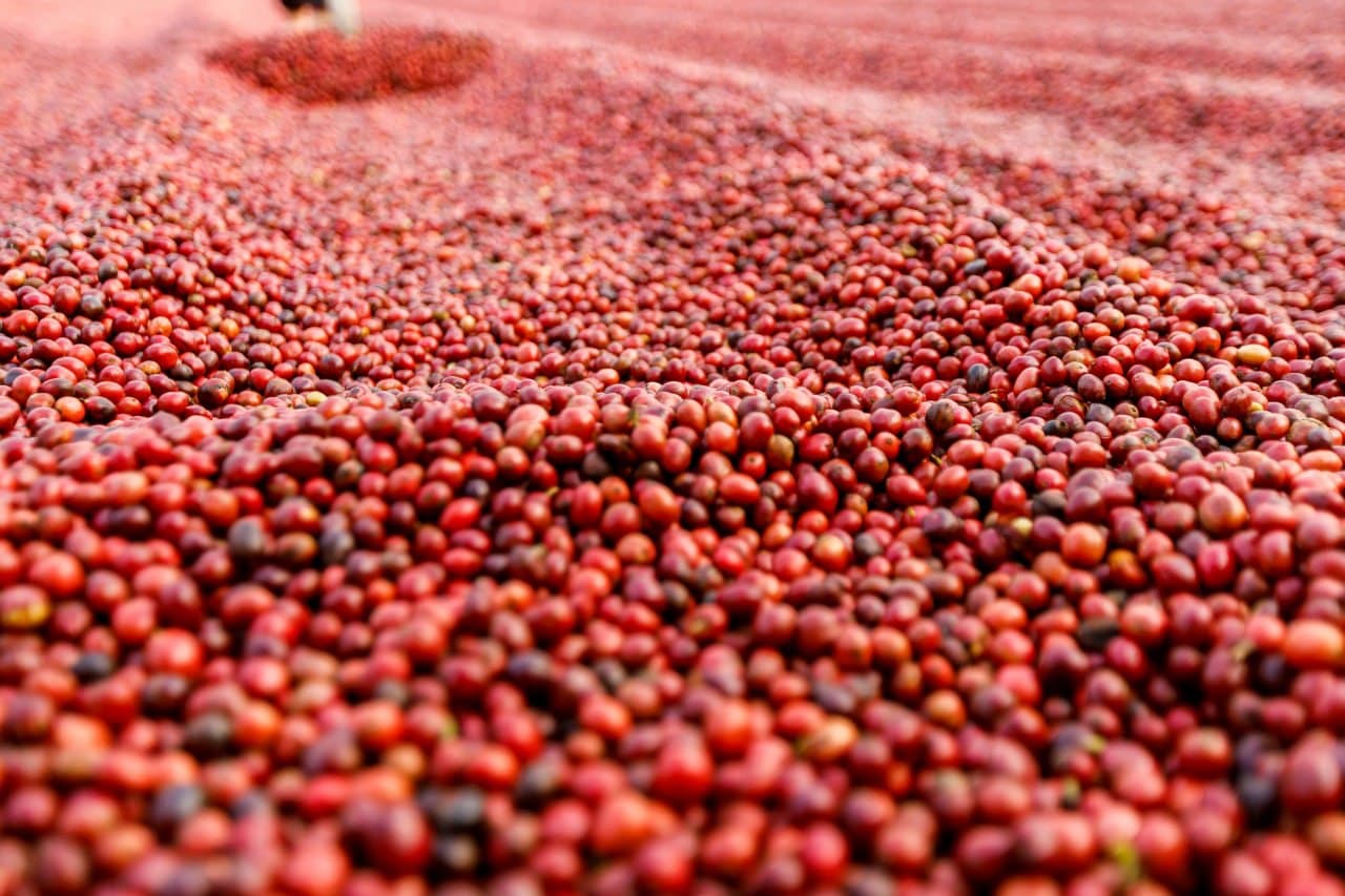 Azzan Arabica  250g - Cà phê Arabica Cầu Đất, Lâm Đồng (hương trái cây, vị chua thanh)