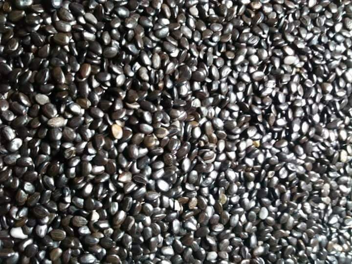 Hạt giống cây keo lai trồng rừng