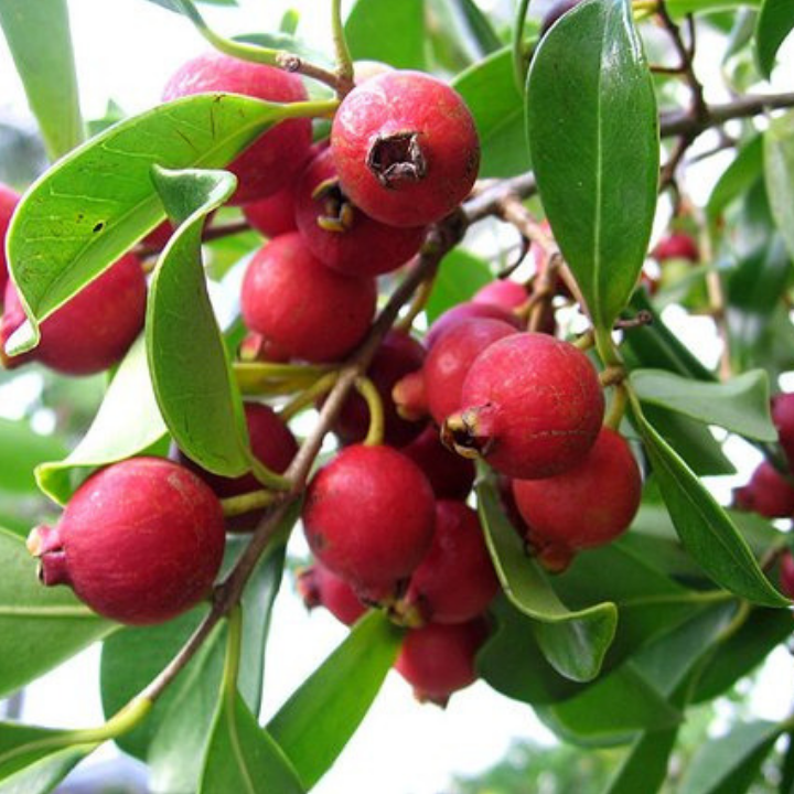 Cây giống ổi sim Nhật Bản - cây lớn có bầu đất khỏe cây đẹp cam kết chượng lượng