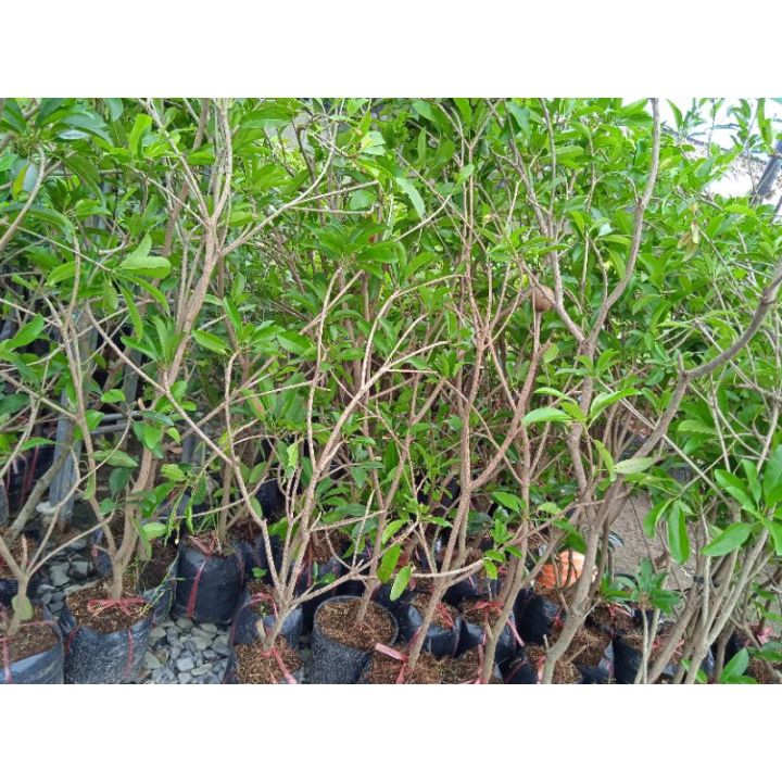 Sapoche mêxico ( Hồng xiêm )