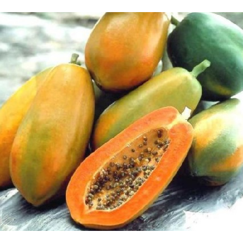 10H_Hạt giống Đu Đủ Ruột Vàng (Siêu trái, ngọt, thơm)
