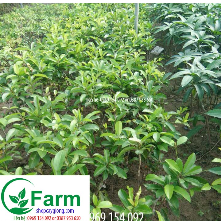 Cây hồng xiêm xoài - CÂY GIỐNG GỬI NGUYÊN BẦU