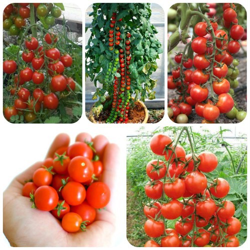 hạt giống cà chua bi chùm