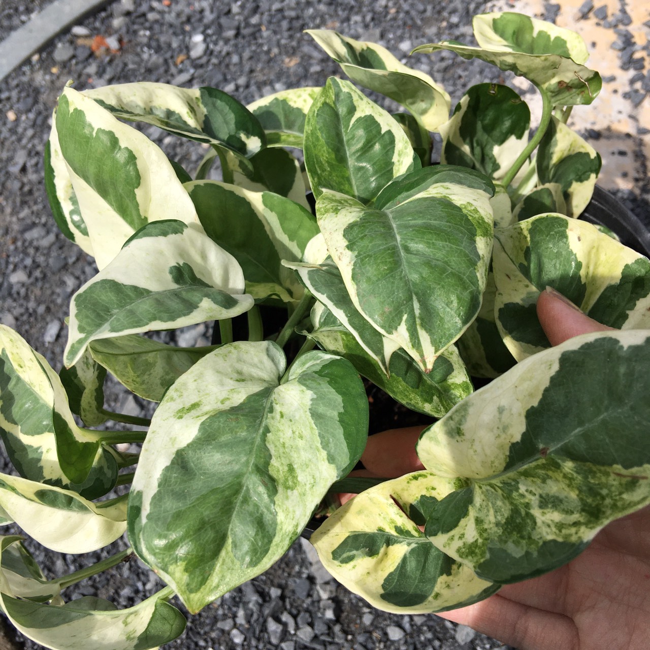 Chậu Cây Trầu Bà cẩm thạch - trầu bà sữa - Australian native monstera