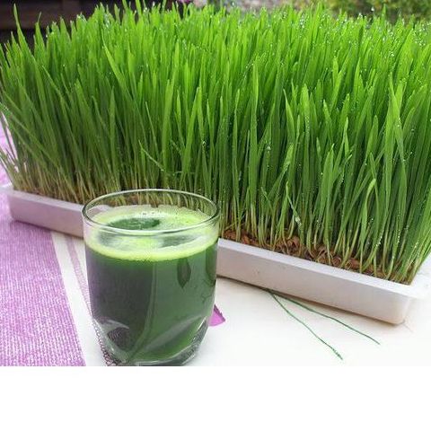 Hạt Lúa Mì ÚC Organic (1kg) - Có thể trồng cỏ lúa mì
