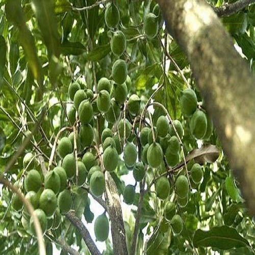 Cây giống sấu hạt cho quả sai trĩu