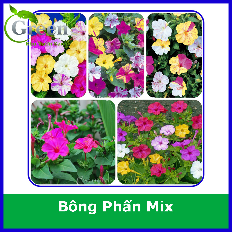 Hạt Giống Hoa Bông Phấn Mix (10H)