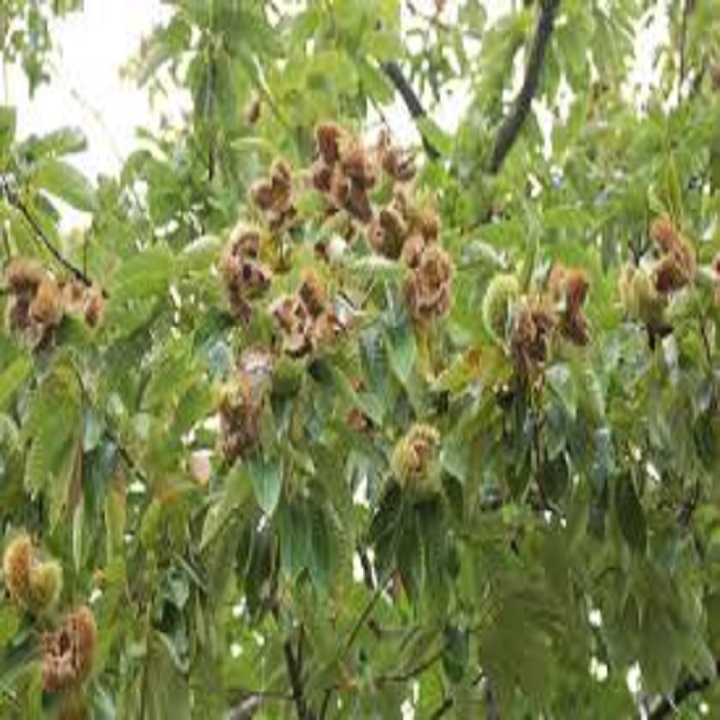 CÂY GIỐNG CÂY HẠT DẺ TRÙNG KHÁNH - hdtk