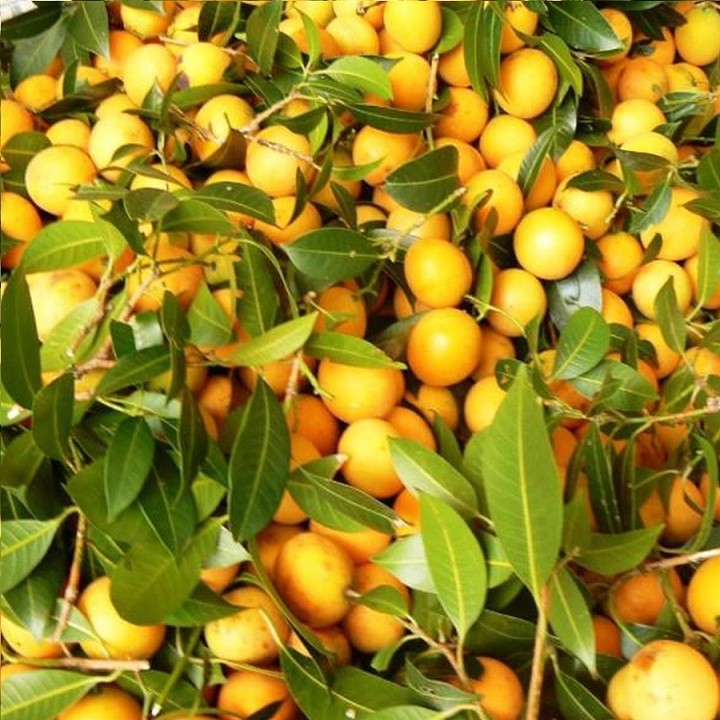 Cây giống Thanh trà ngọt - C087