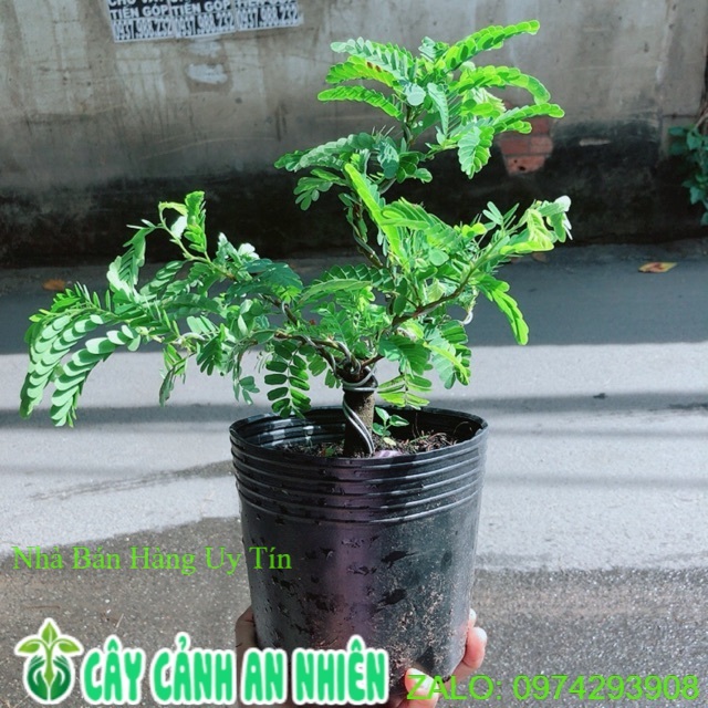 [HCM]Cây Me Bonsai