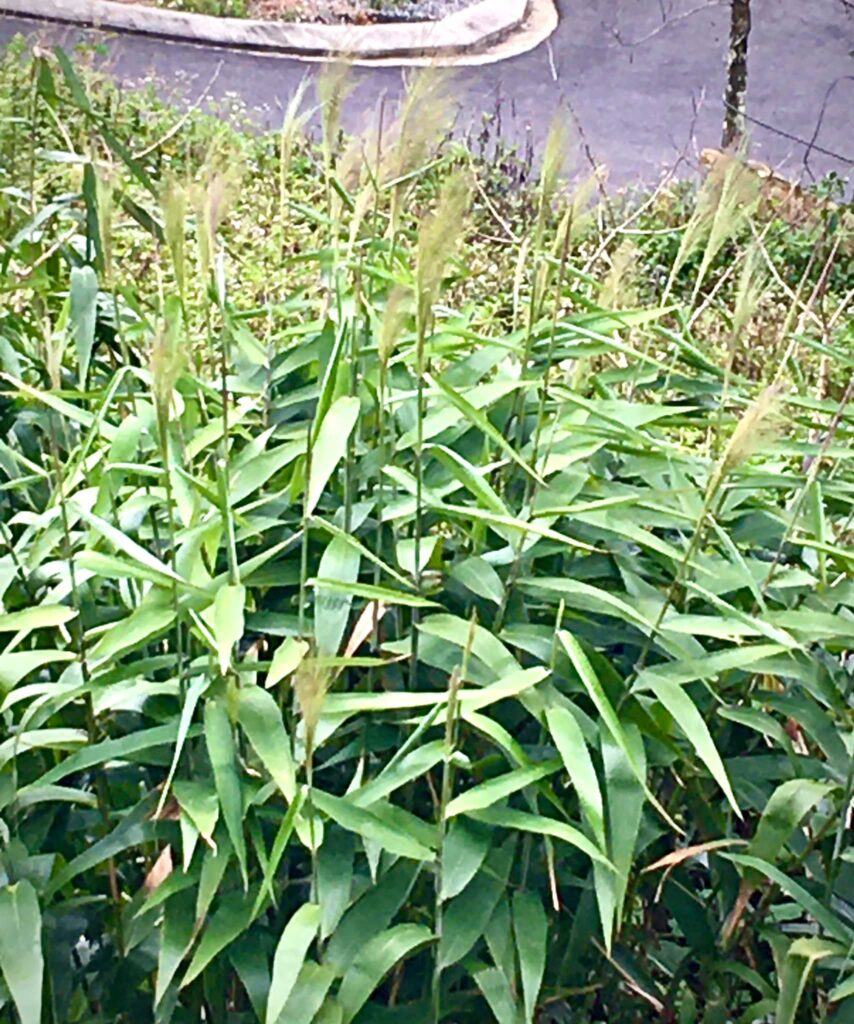 Cây chít giống , cây đọt giống