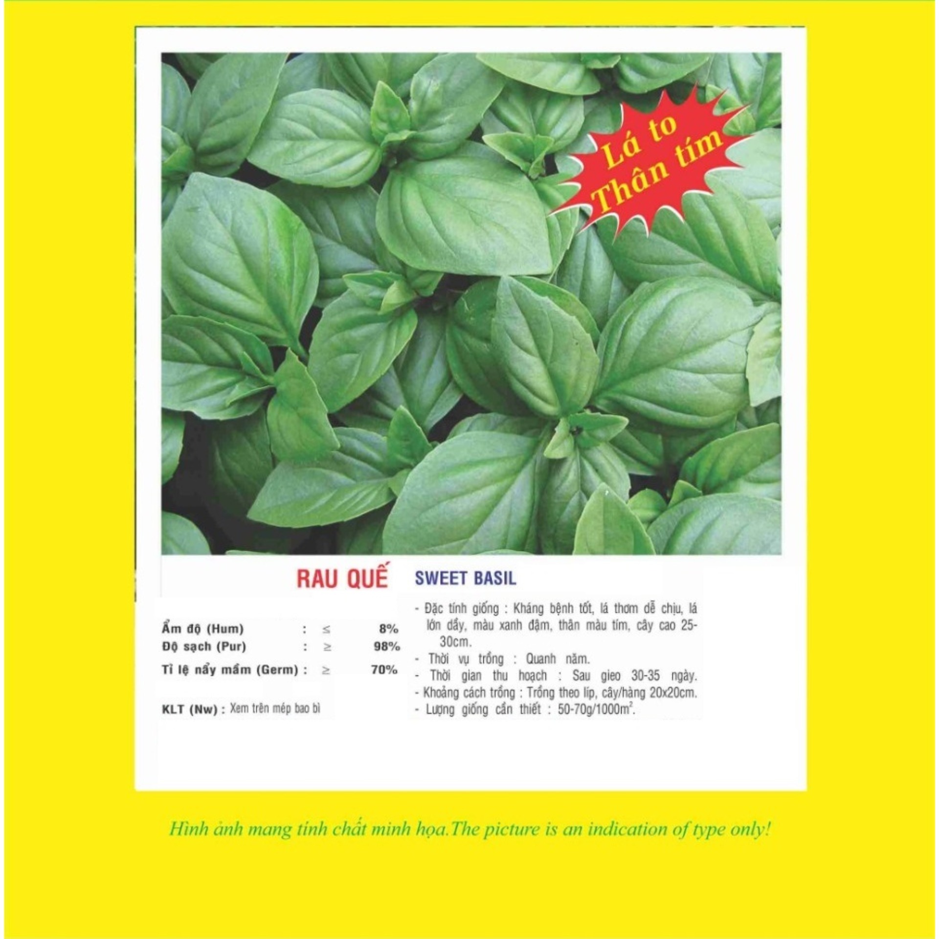 Hạt giống rau quế - húng quế - É Quế VTS98 | Vạn Tín Store
