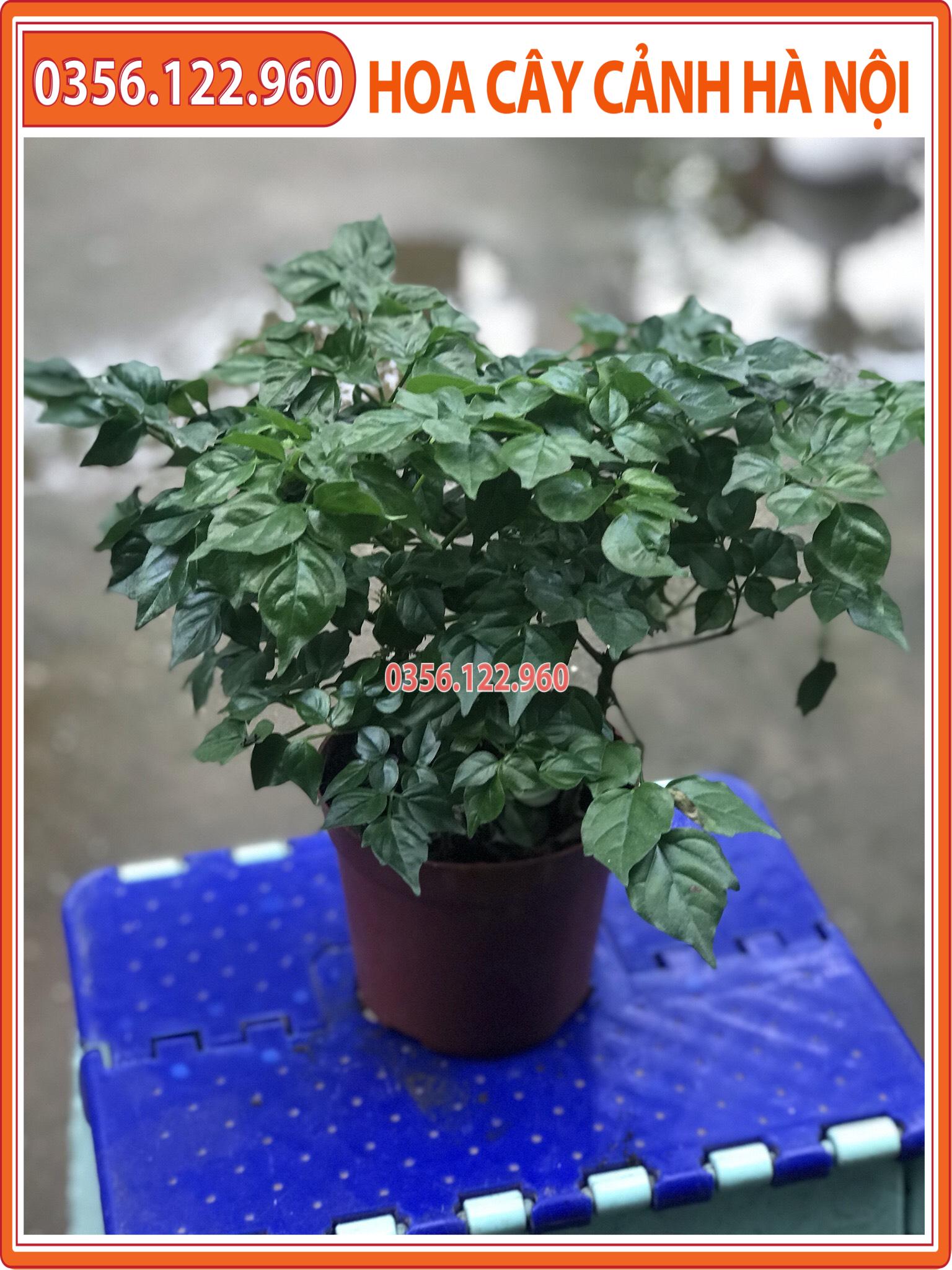 Cây hạnh phúc để bàn