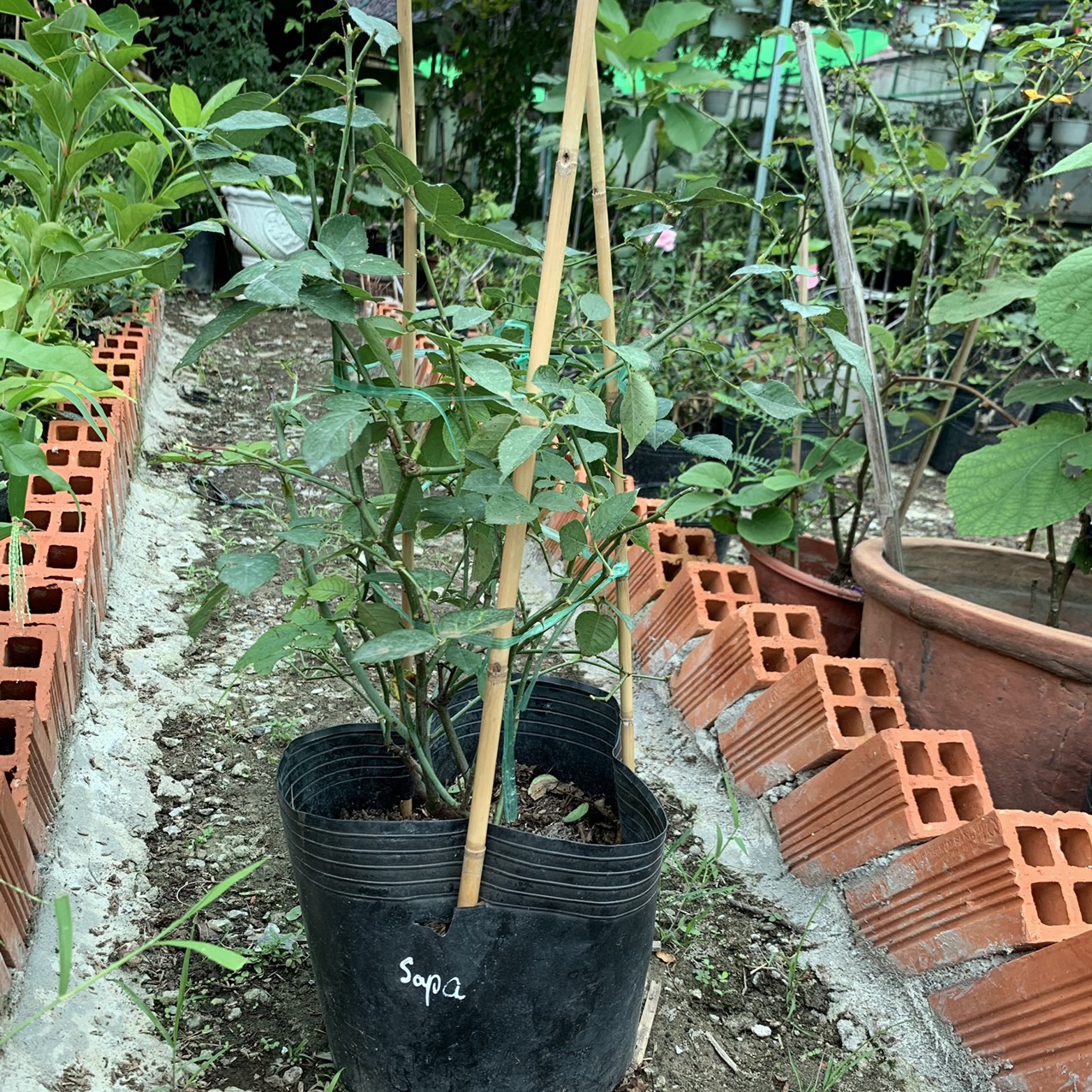 [Cây giống hoa] Hồng bụi Cổ Sapa size chậu C10