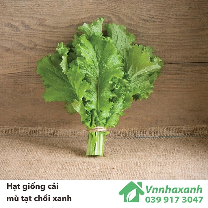 Hạt giống rau Cải Mù Tạt Xanh