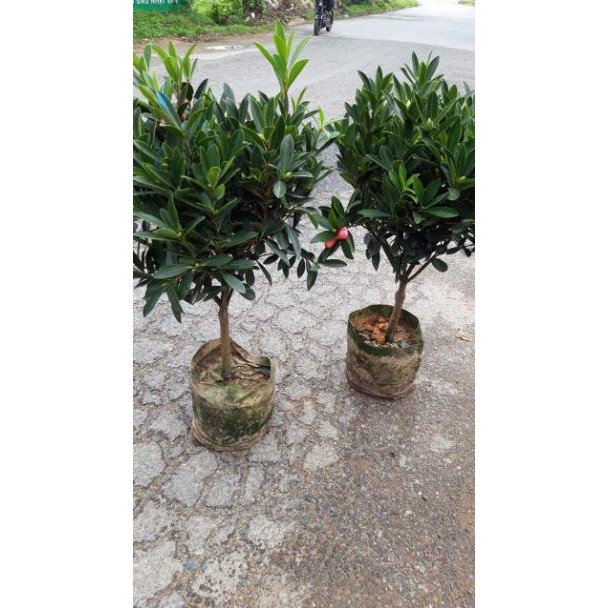sản phẩm CÂY TRÀ TỨ QUÝ ĐẸP LUNG LINH