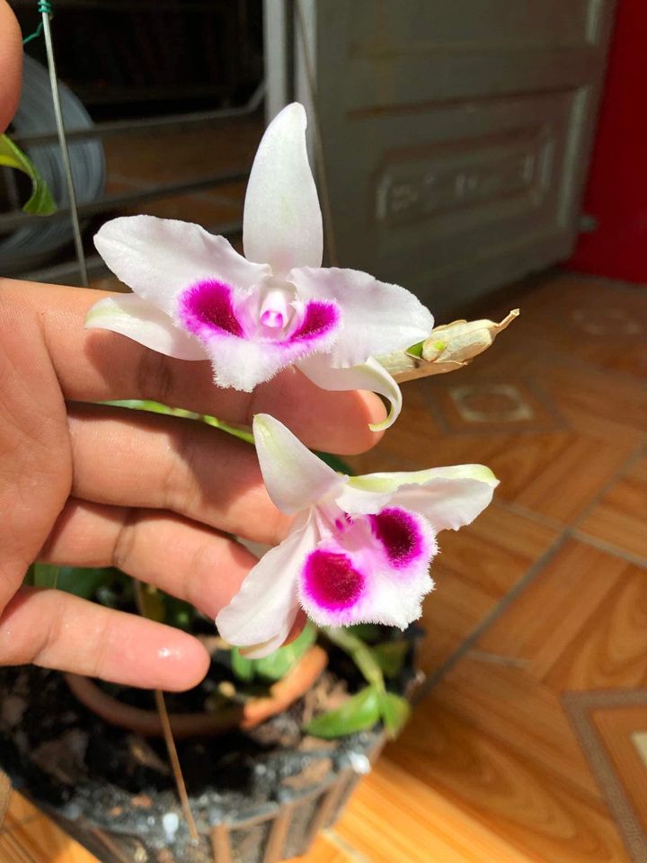 Ám mắt trâu lưng xanh hàng giống