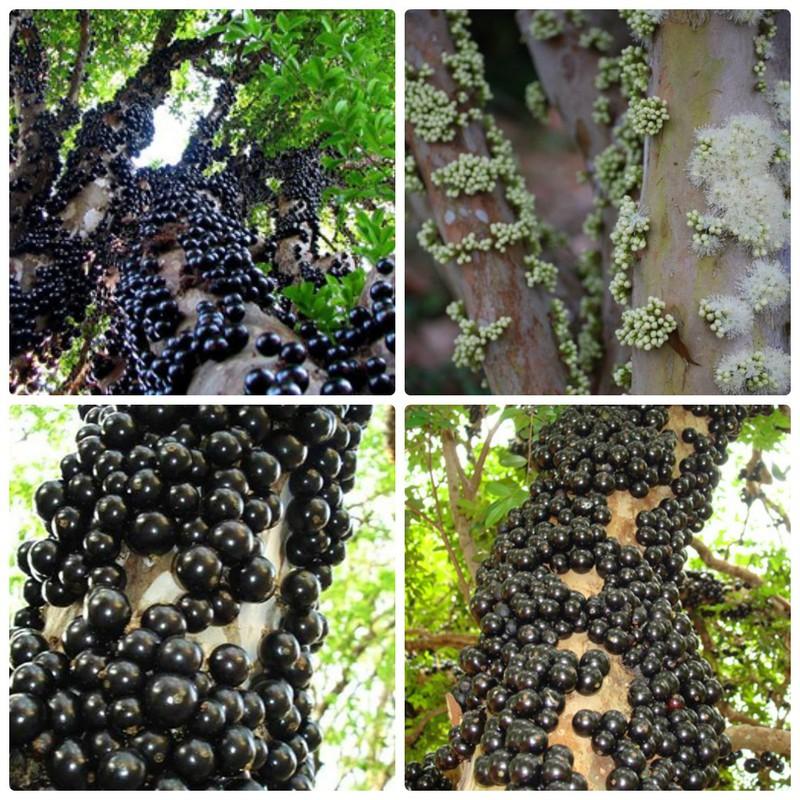 Tree grape seeds - sale off