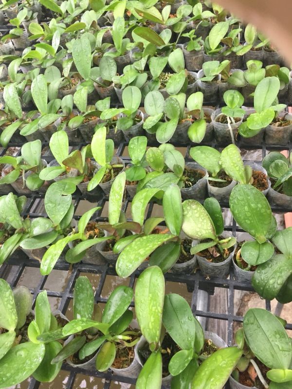 combo 10c hồ điệp