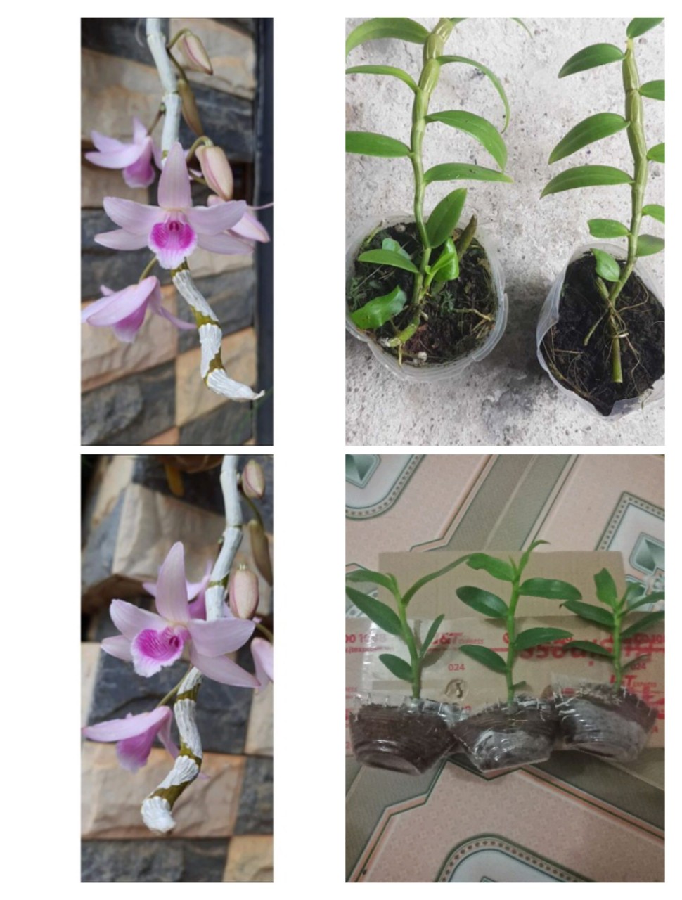 Cây giống hoa lan Ám Xước YaLy ( hàng nhân kie 15-25cm)