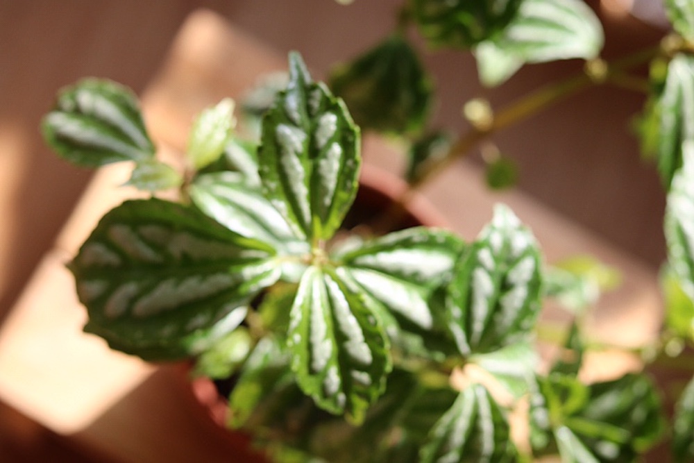 Cây Pilea cadierei Aluminum (Hổ Nhĩ Trắng Aluminum, Mao Đài Trổ Aluminum, Cỏ Gấm)