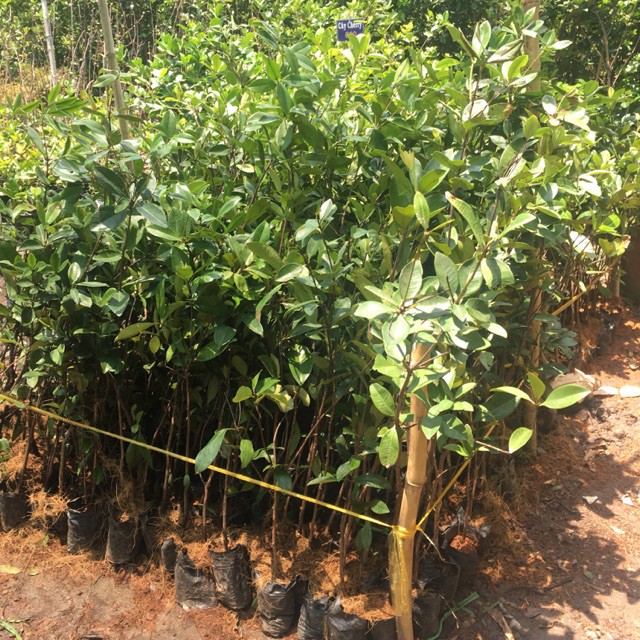 [ HỌC VIÊN NÔNG NGHIỆP I ] Cây Cherry Brazil Cao Trên 1M