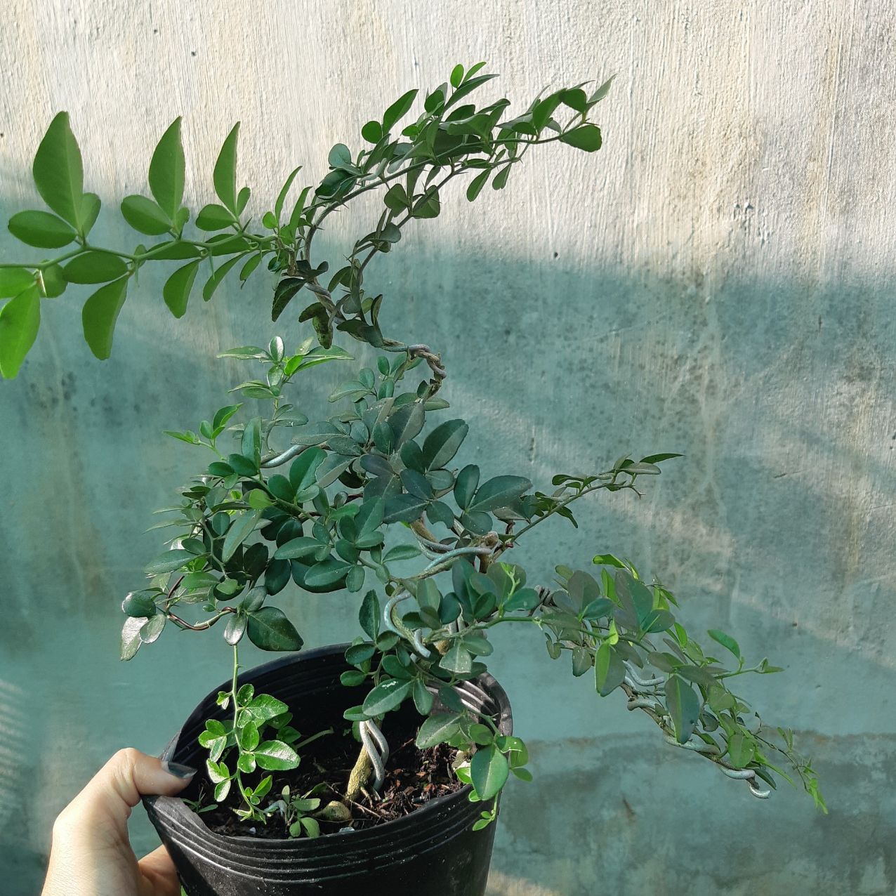 cây kim quýt DÁNG BONSAI MINI