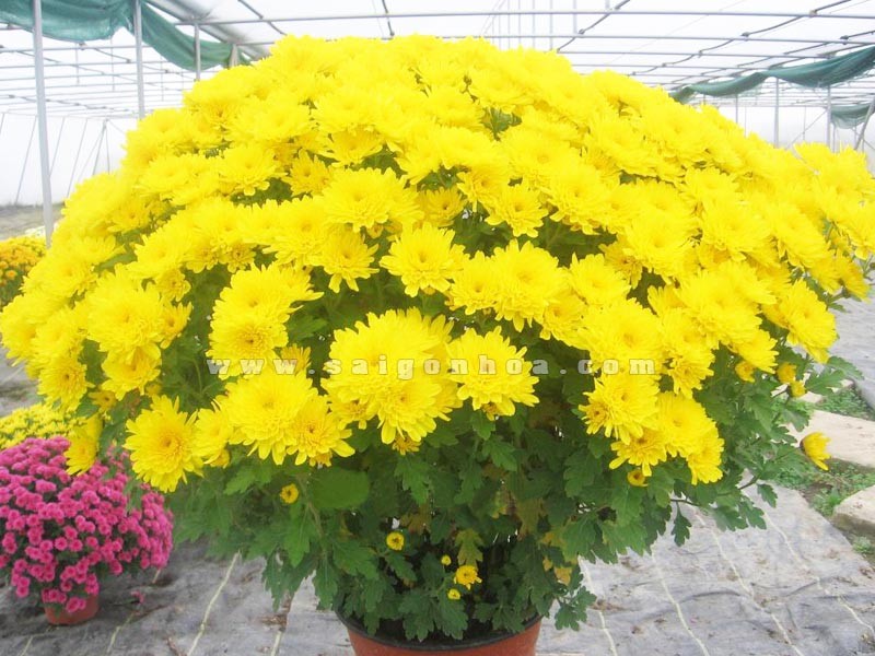 Combo 3 gói hạt giống hoa cúc đại đóa vàng