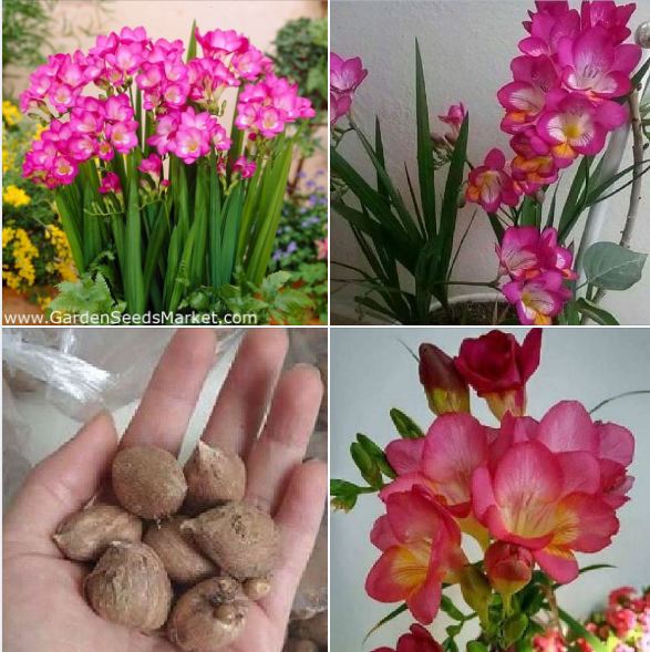 Củ giống hoa lan nam phi hoa màu hồng - 1 củ kèm viên nén xơ dừa ươm củ