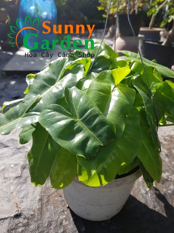 Trầu Bà Tai Phật - Cây Cảnh Chậu Treo