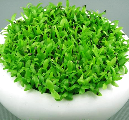 Hạt giống cỏ may mắn 100 hạt