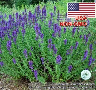 1gr 650.hat hạt giống bài hương hyssop