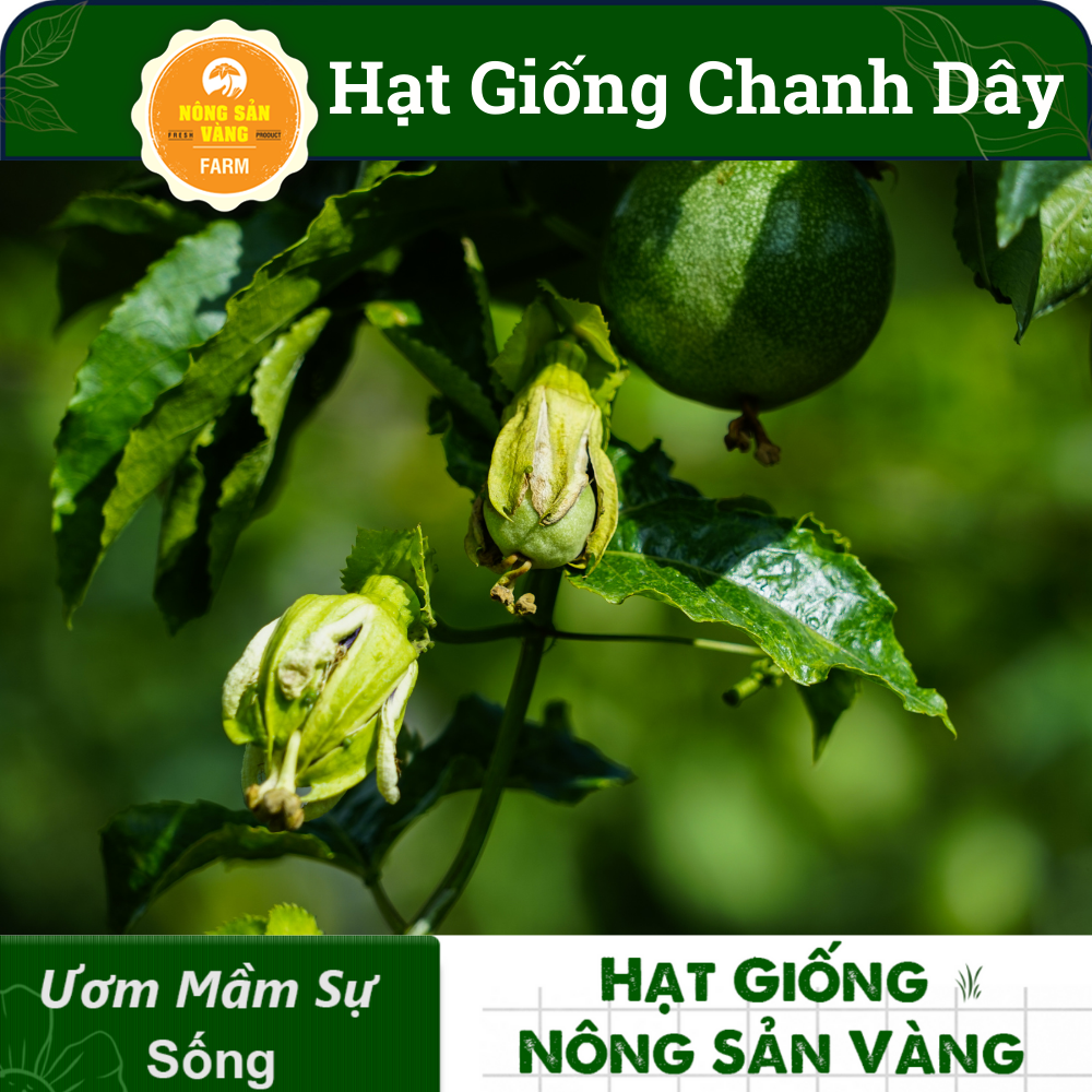 Hạt giống Chanh Dây, Loại Trái Cây Nhiệt Đới, Rất Giàu Dinh Dưỡng, Dễ Chế Biến Thành Nước Giải Khát (Gói 50 Hạt) - Nông Sản Vàng