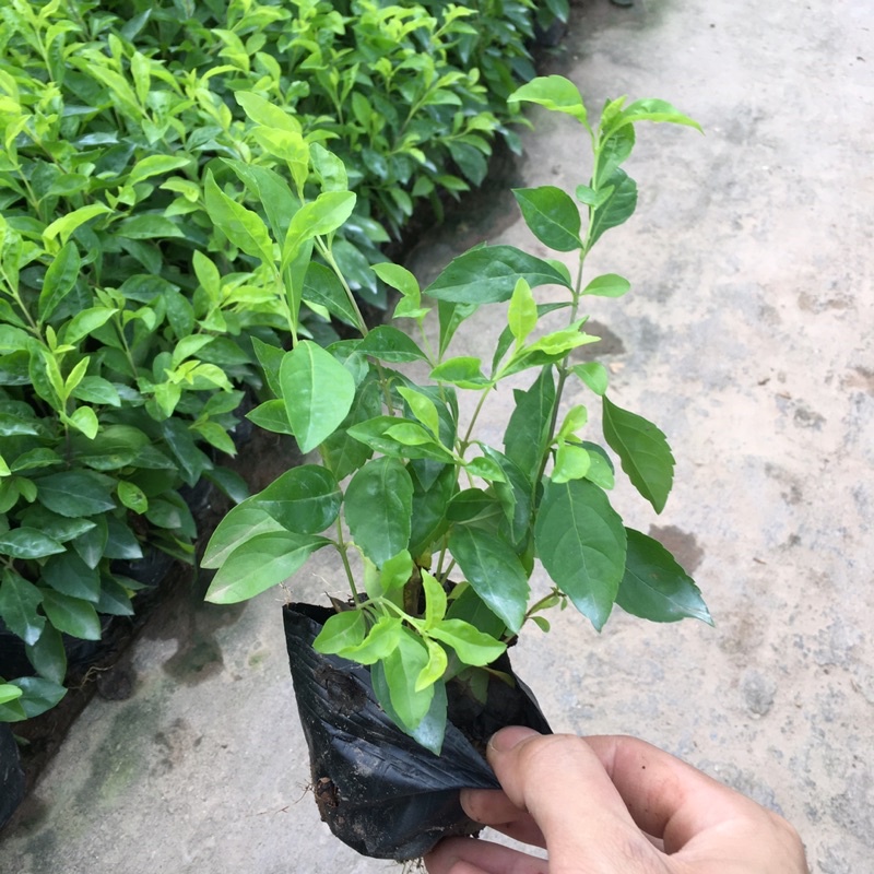 Cây Chuỗi Ngọc Trồng Bầu Nhỏ [Thích Hợp Làm Đường Riềm,Cây Như Ảnh]