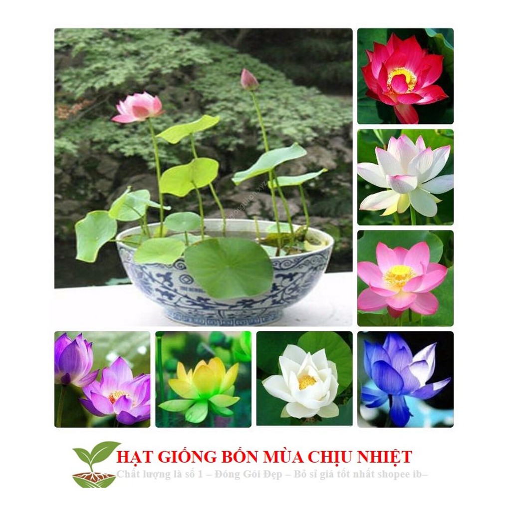 Hg3 Hạt Giống Sen Nhật Mini - Sen Bát - 1K/ Hạt -9 Màu Tự Chọn Đến Mùa Trồng Tết