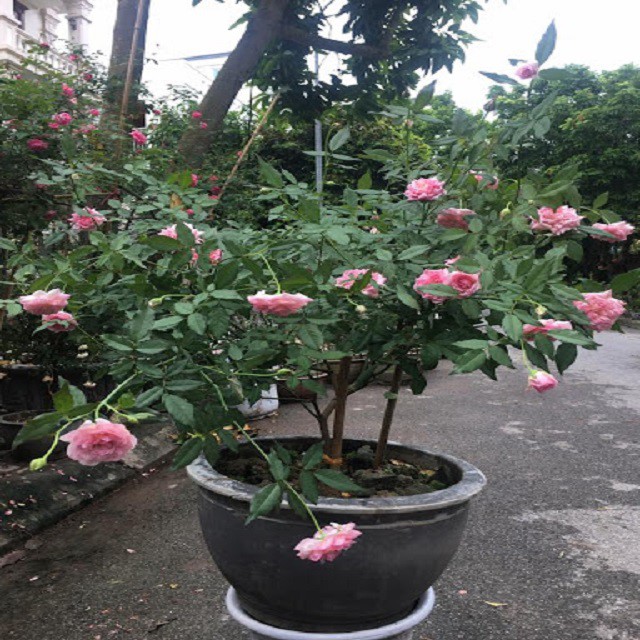 Combo 2 cây Hoa Hồng Điều Cổ (cây siêu đẹp)