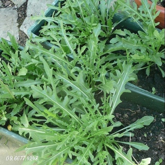 Gói 0.5GR hạt giống Rau Thơm Wild Rocket (Lá nhỏ)