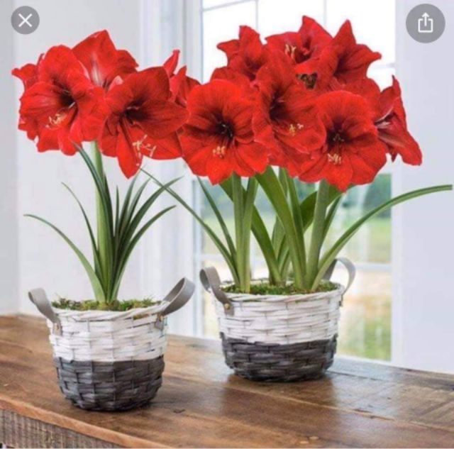 (XẢ KHO) Củ Lan Huệ Kép Đại Bự , cây quá đẹp