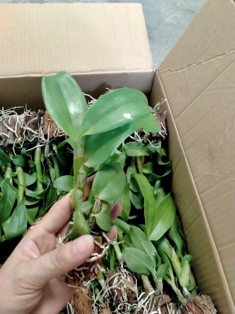 3 cánh hoa Vàng 3 cánh hoa Cam - cây giống(cao 7-12cm)