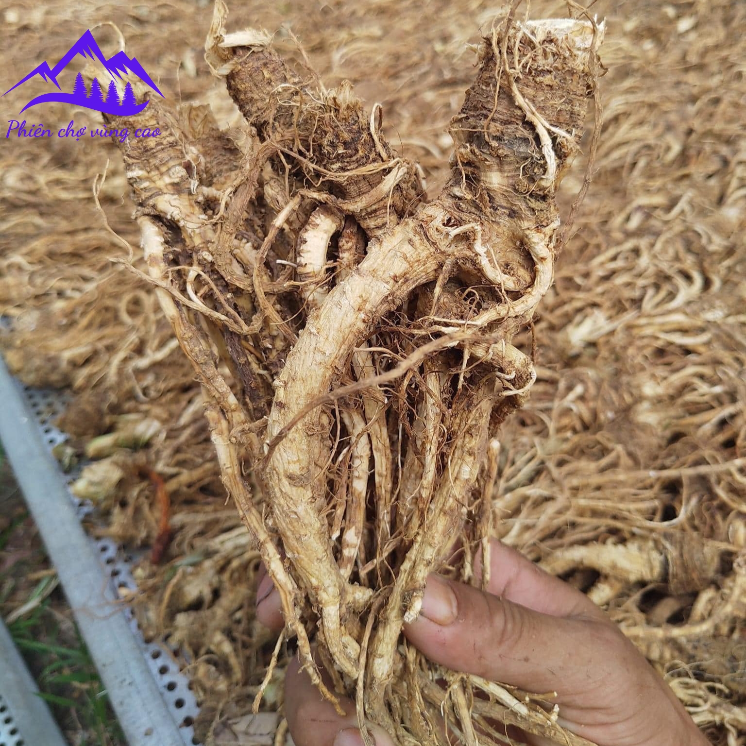 Sâm đương quy khô SAPA loại 1 sấy lạnh từ đương quy tươi giữ nguyên dược tính giúp bổ huyết, tăng sức đề kháng