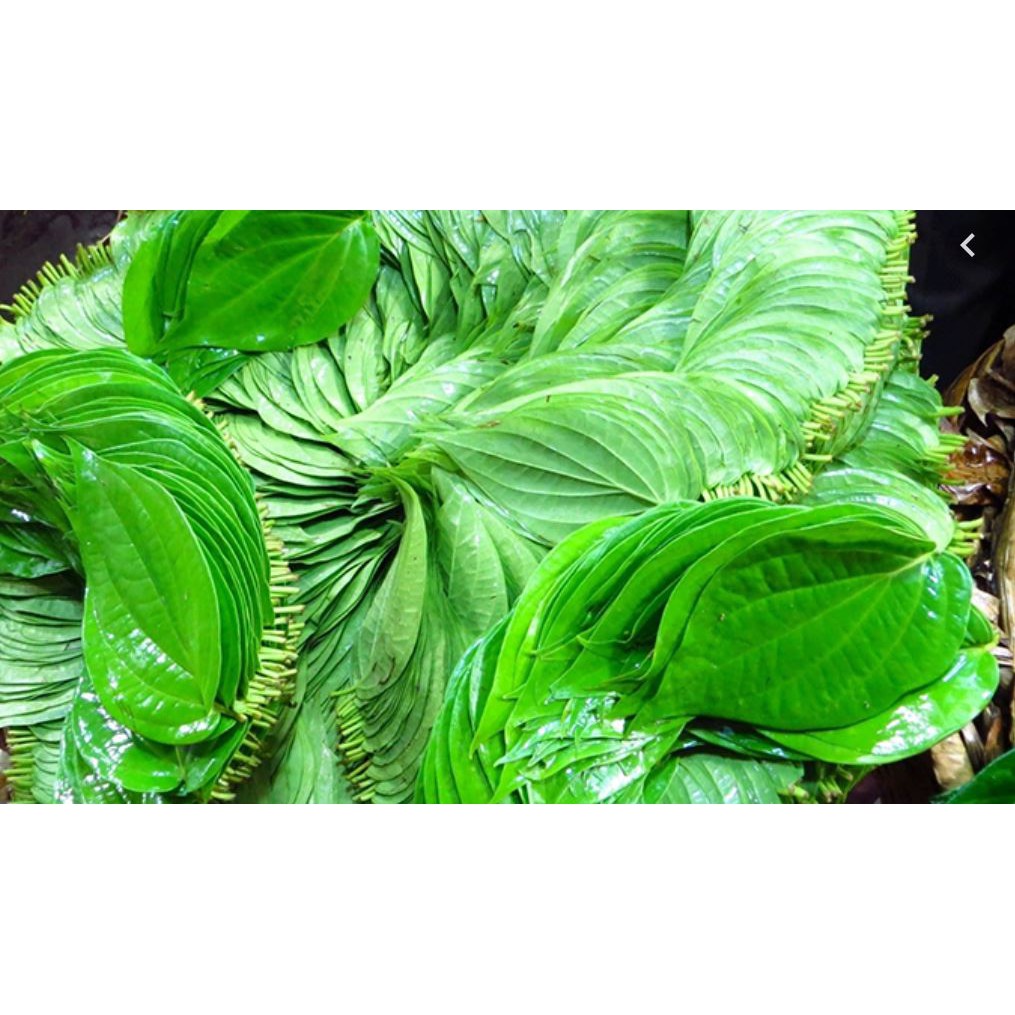 Lá Trầu Không tươi ( 100 LÁ)