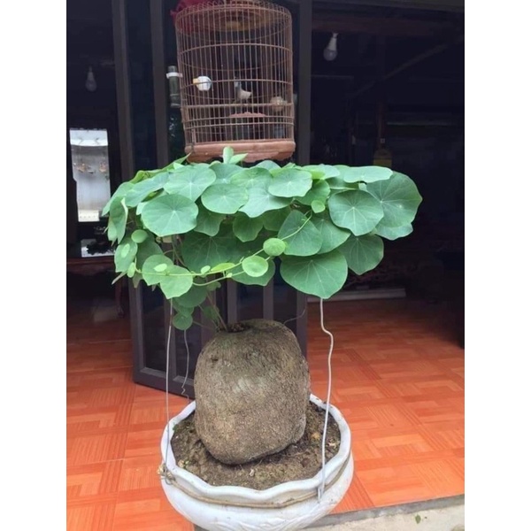 [Mã SRJULY1619 giảm 15K đơn 50K] Củ bình vôi làm cảnh