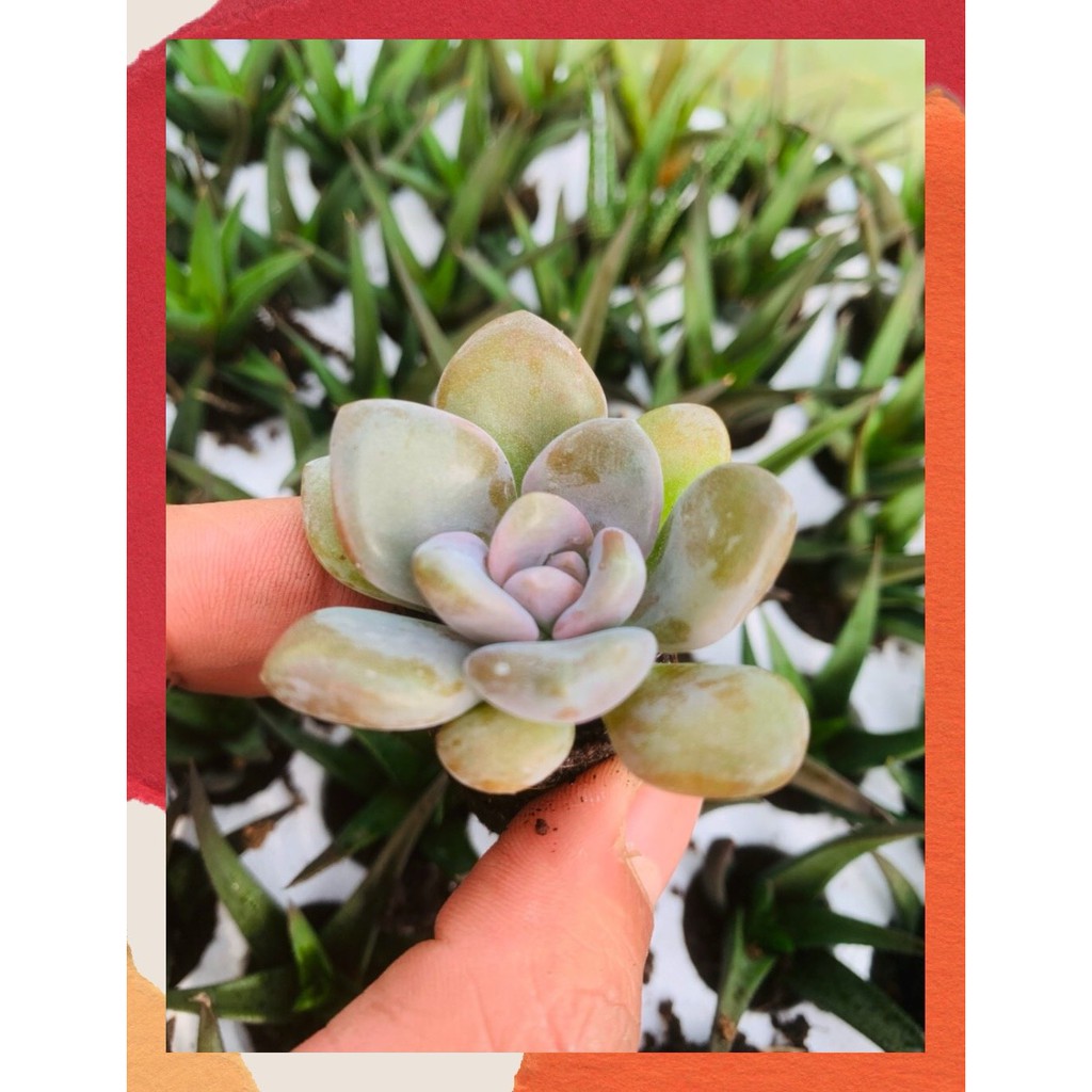 SEN ĐÁ ĐÁ XANH SIZE MINI  ĐÀ LẠT  HƯ 1 ĐỔI 1  SIÊU CUTE