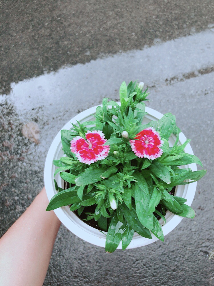 [HCM]Chậu Hoa Cẩm Chướng