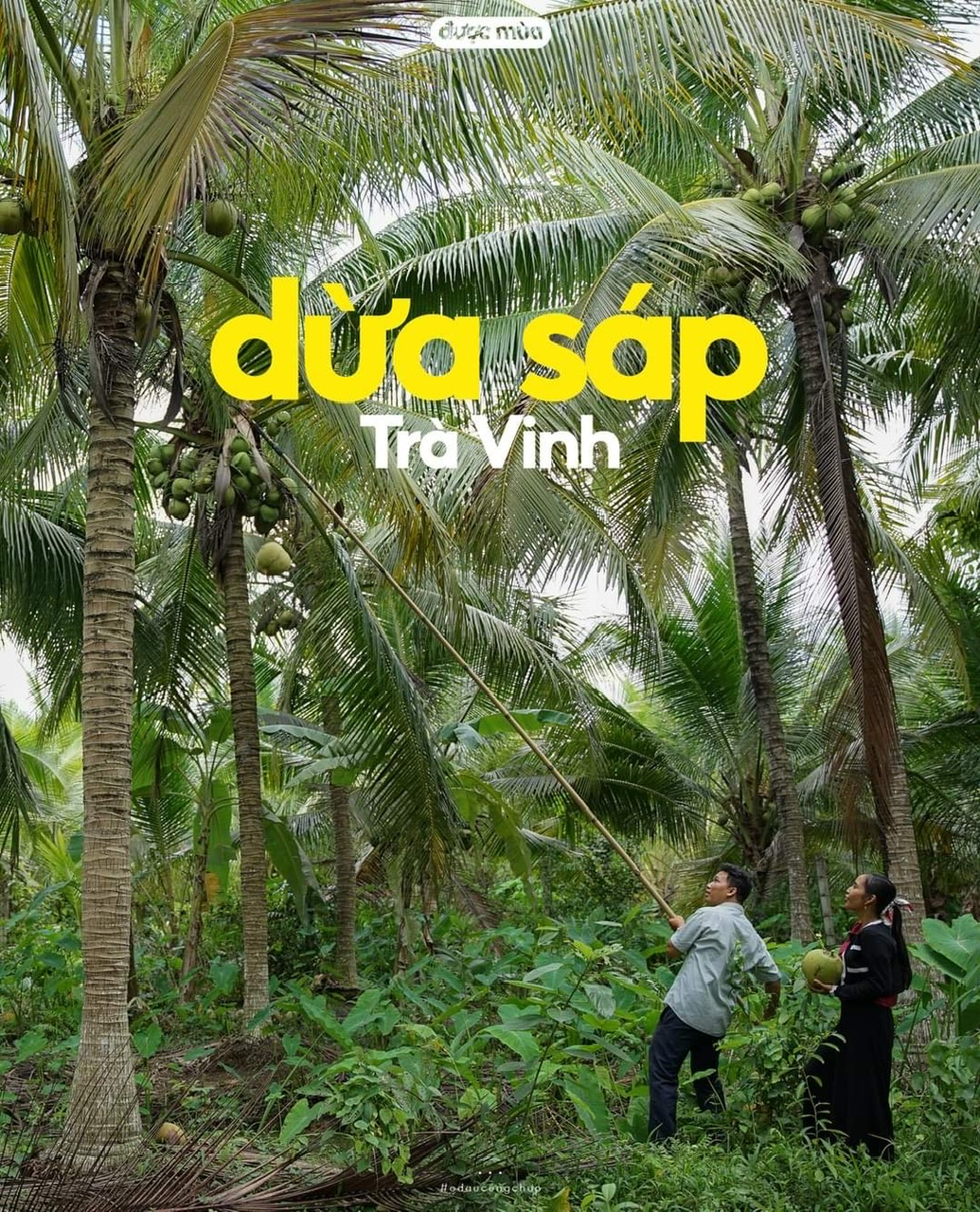 DỪA SÁP LOẠI 2 (Trái 600gr-700gr)