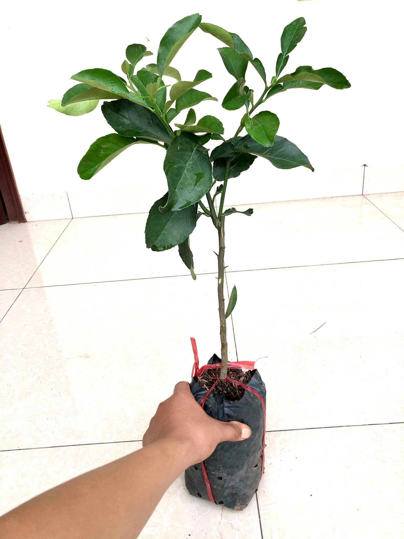 Cây bưởi Ruby thái lan Tubtimsiam