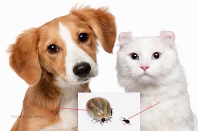 Lược chải ve chấy rận cho chó mèo