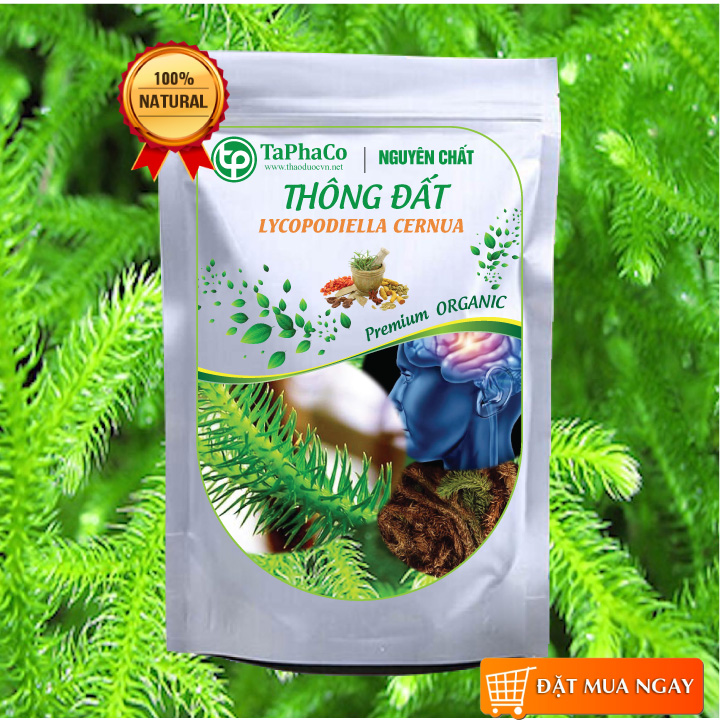 Cây thông đất khô 1kg - Tấn Phát